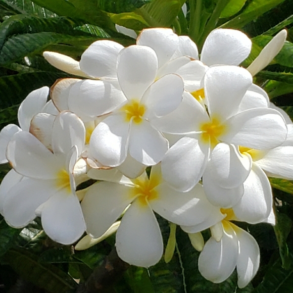 Meet your Posher, LunaSage! - Picture 3 of 3